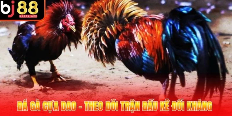 Đá Gà Cựa Dao - Theo Dõi Trận Đấu Kê Đối Kháng Cực Chất