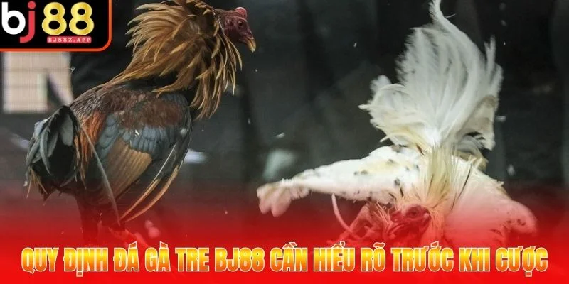 đá gà tre BJ88