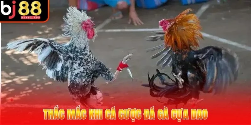 đá gà cựa dao