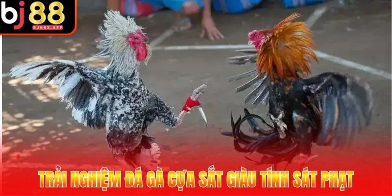 đá gà cựa sắt 